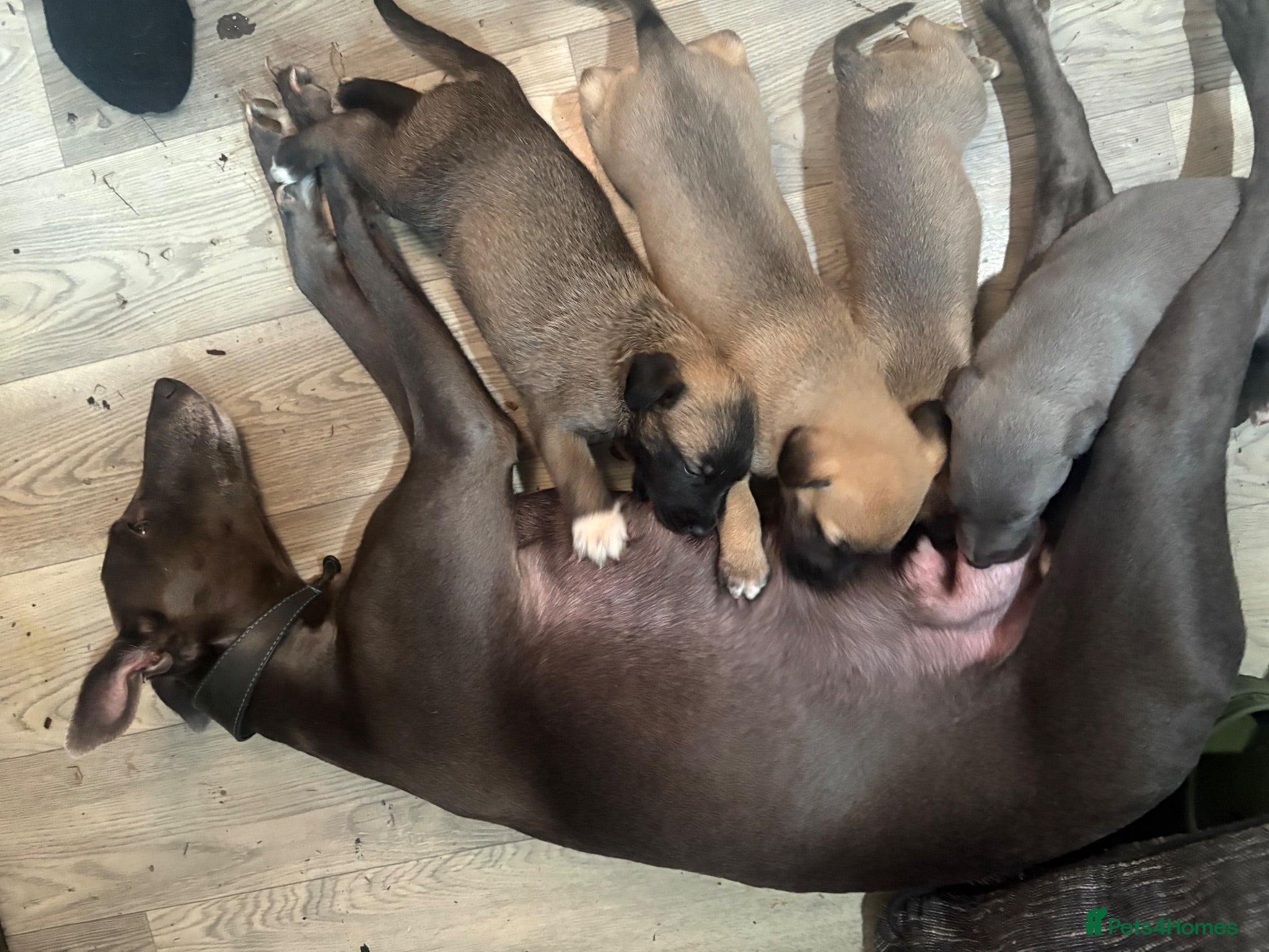Mixed Breed dogs Last 3 beautiful whippet lurcher pups  - Advert 2
