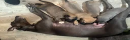 Mixed Breed dogs for sale: Last 3 beautiful whippet lurcher pups  in Stoke-on-Trent - Advert 1