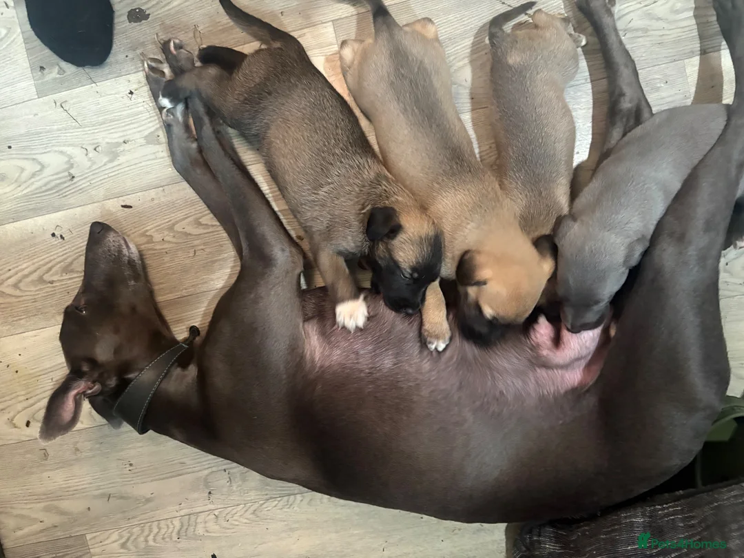Mixed Breed dogs for sale: Last 3 beautiful whippet lurcher pups  in Stoke-on-Trent - Advert 1