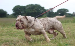 Olde English Bulldogge dogs for stud: Stud dog  in Havant - Image 1