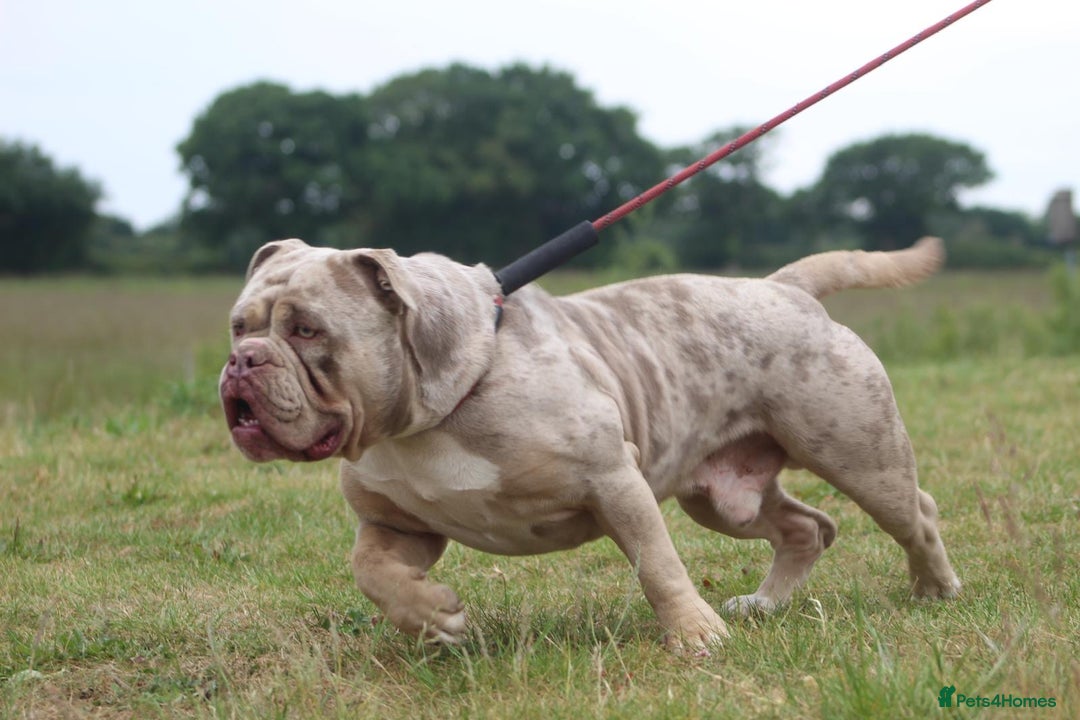 Olde English Bulldogge dogs for stud: Stud dog  in Havant - Image 1