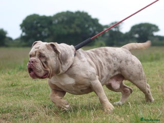 Olde English Bulldogge dogs in Havant - Advert 3