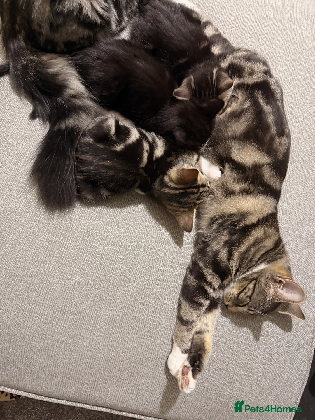 Mixed Breed cats for sale: Kittens for sale ready to go now ! - Advert 2