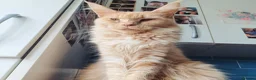 Maine Coon cats for sale: 4 maincoon babies  - Advert 25