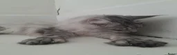 Maine Coon cats for sale: black silver ticked ns25 polydactyl - Advert 6