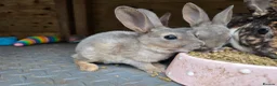 Rex rabbits for sale: Mini Rex and DwarfxRex - Advert 6