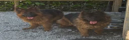 German Shepherd dogs for sale: German shepherd bitch for sale  - Advert 4