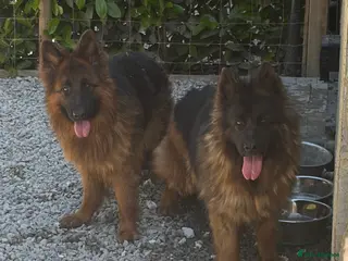 German Shepherd dogs German shepherd bitch for sale - Advert 1