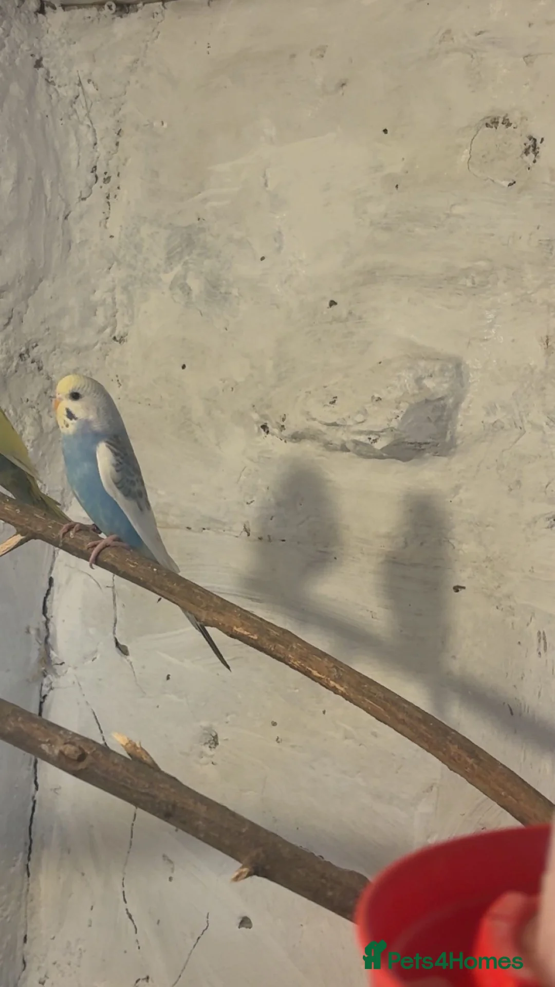 Budgerigars birds for sale: Baby budgies  - Advert 2