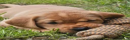 Labrador Retriever dogs for sale: KC REG BEAUTIFUL CHUNKY FOX RED LABRADOR PUPPIES in Wisbech - Advert 11