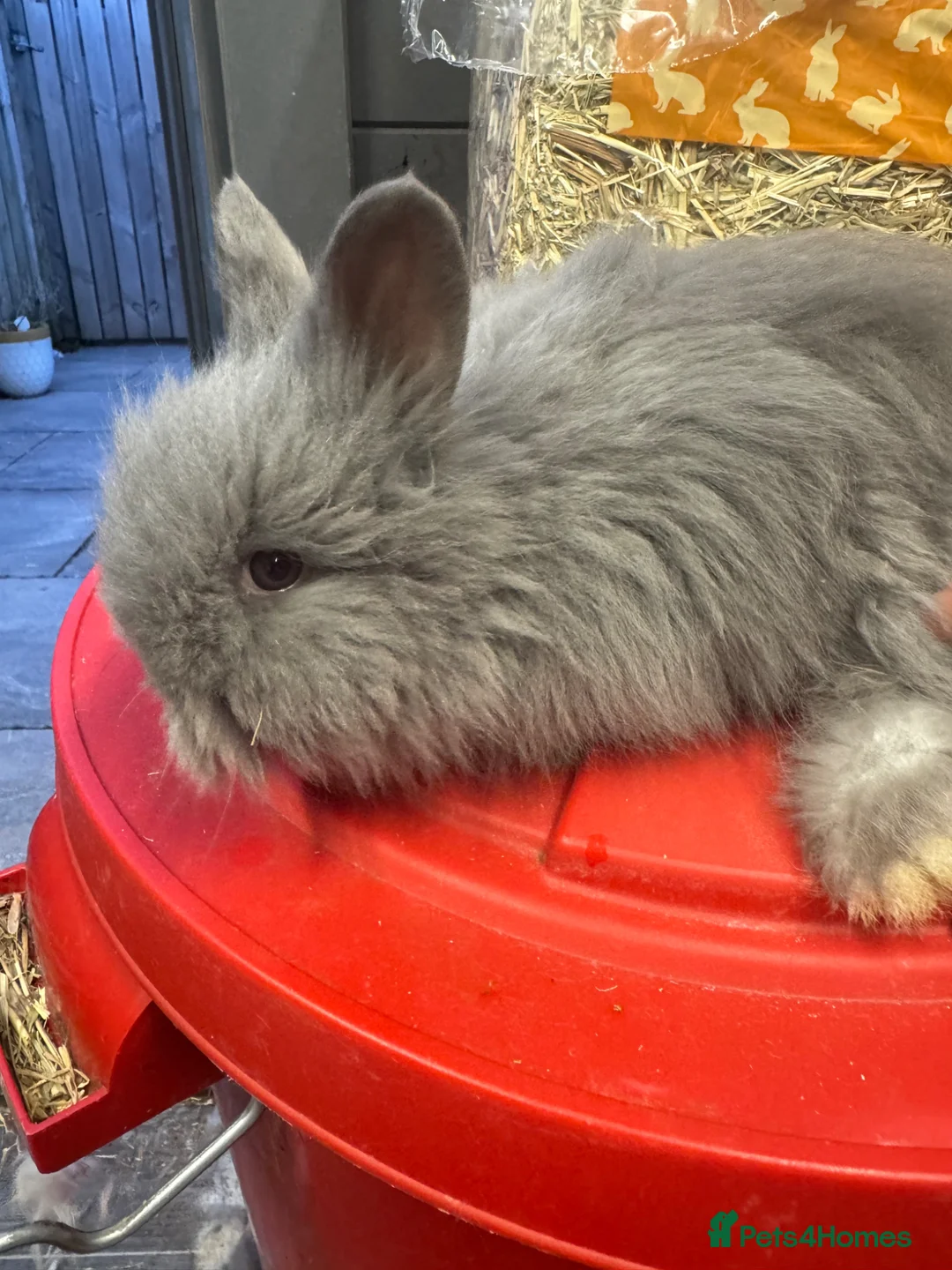 Angora rabbits for sale: Full face Angora babies - Advert 2