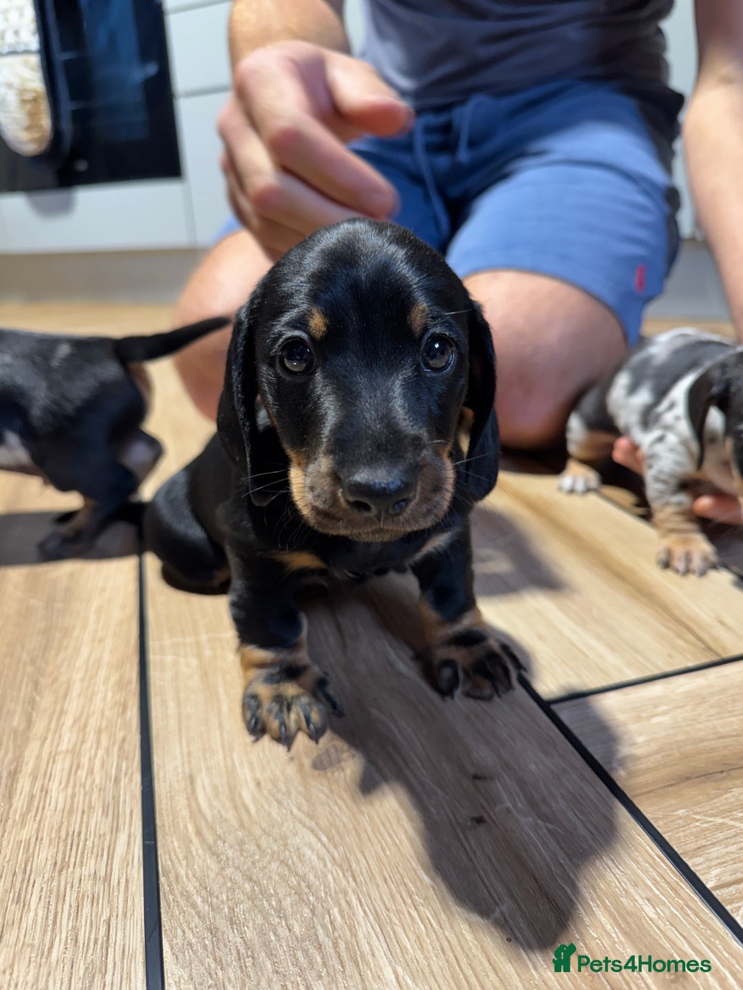 Miniature Dachshund dogs for sale: Outstanding litter of miniature Dachshund Puppies - Image 4