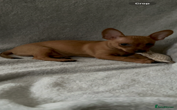 Russian Toy Terrier dogs for sale: For sale KC puppies - Image 16