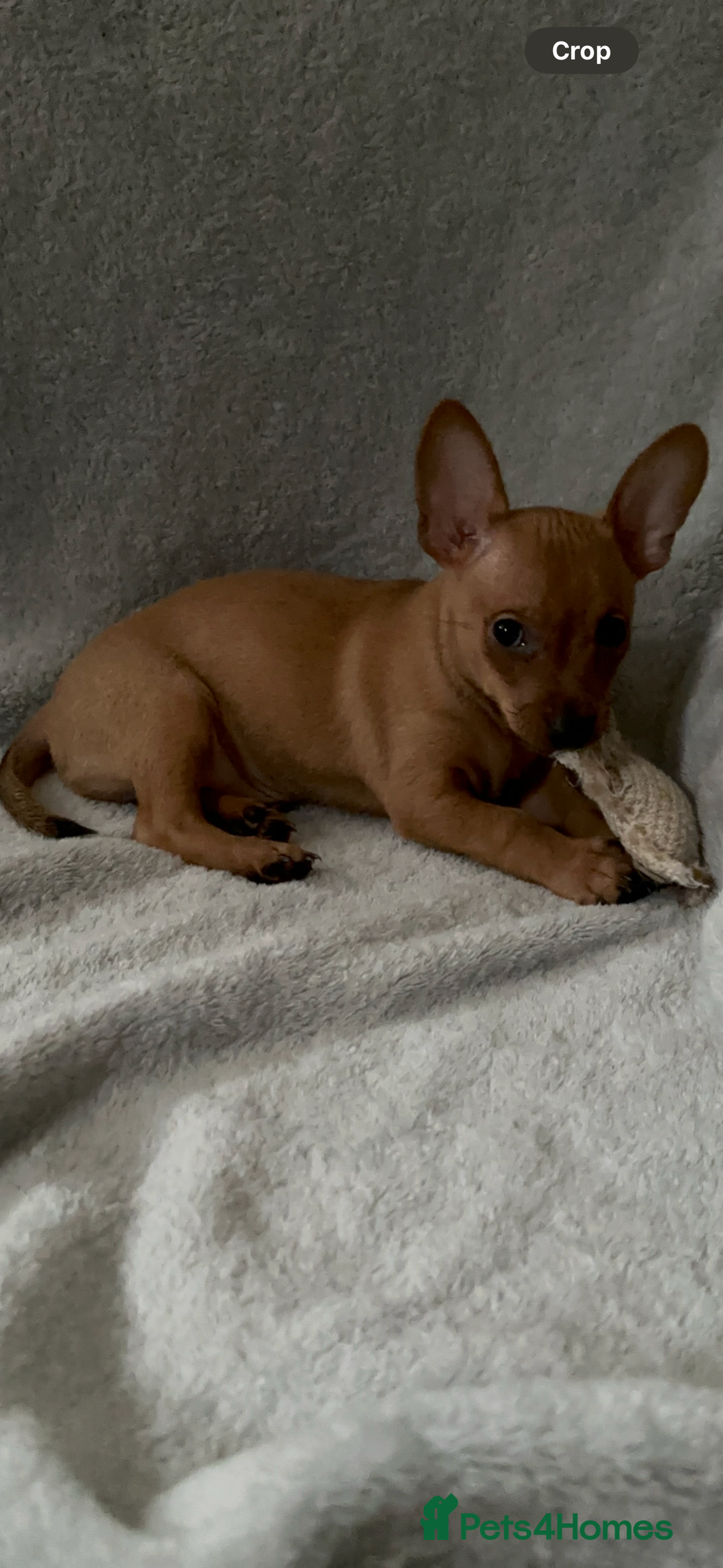 Russian Toy Terrier dogs for sale: For sale KC puppies - Image 16