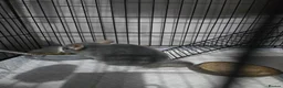 Chinchilla rodents for sale: Male chinchilla 2 years old in Newcastle upon Tyne - Advert 2