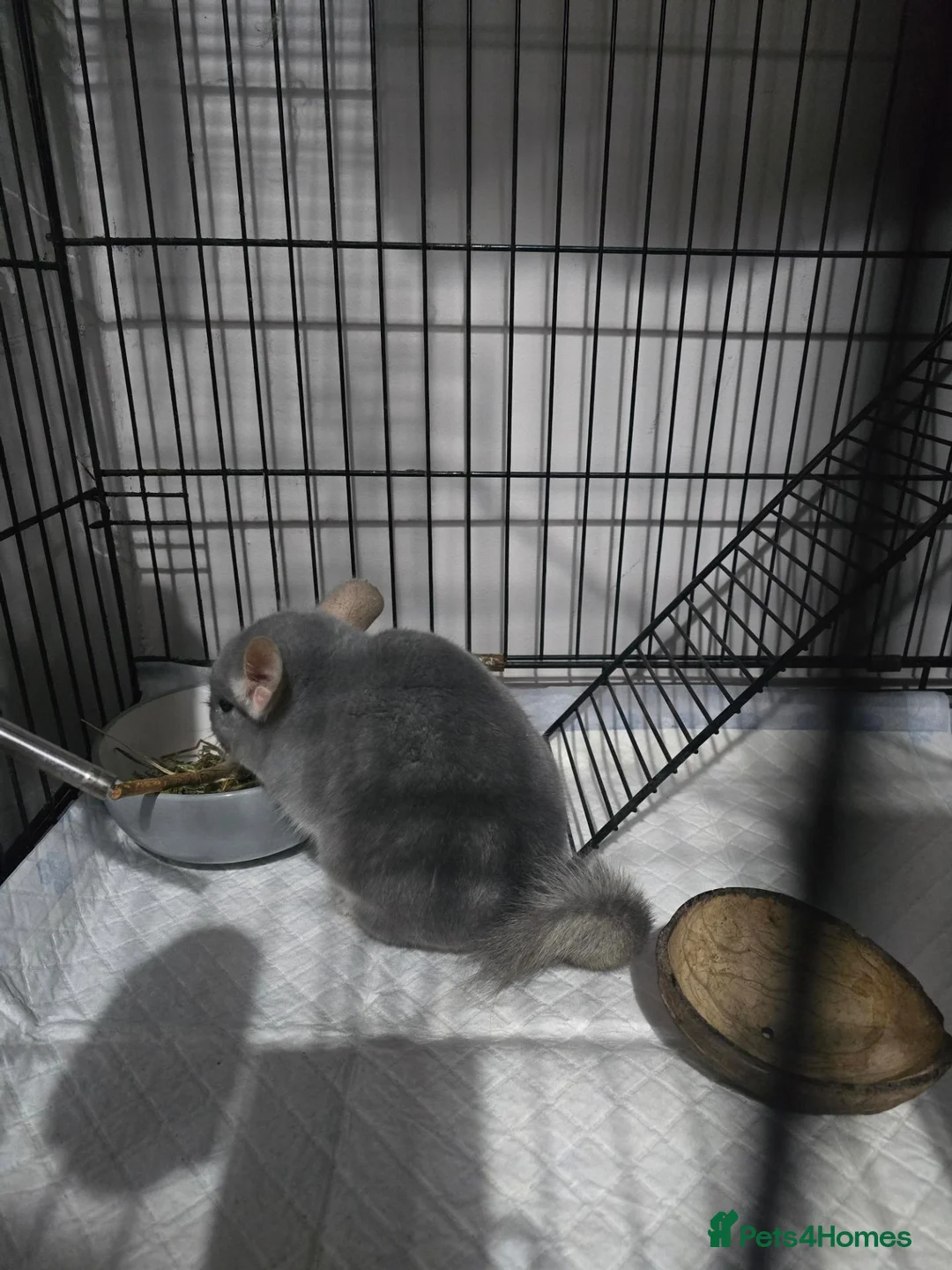 Chinchilla rodents for sale: Male chinchilla 2 years old in Newcastle upon Tyne - Advert 2
