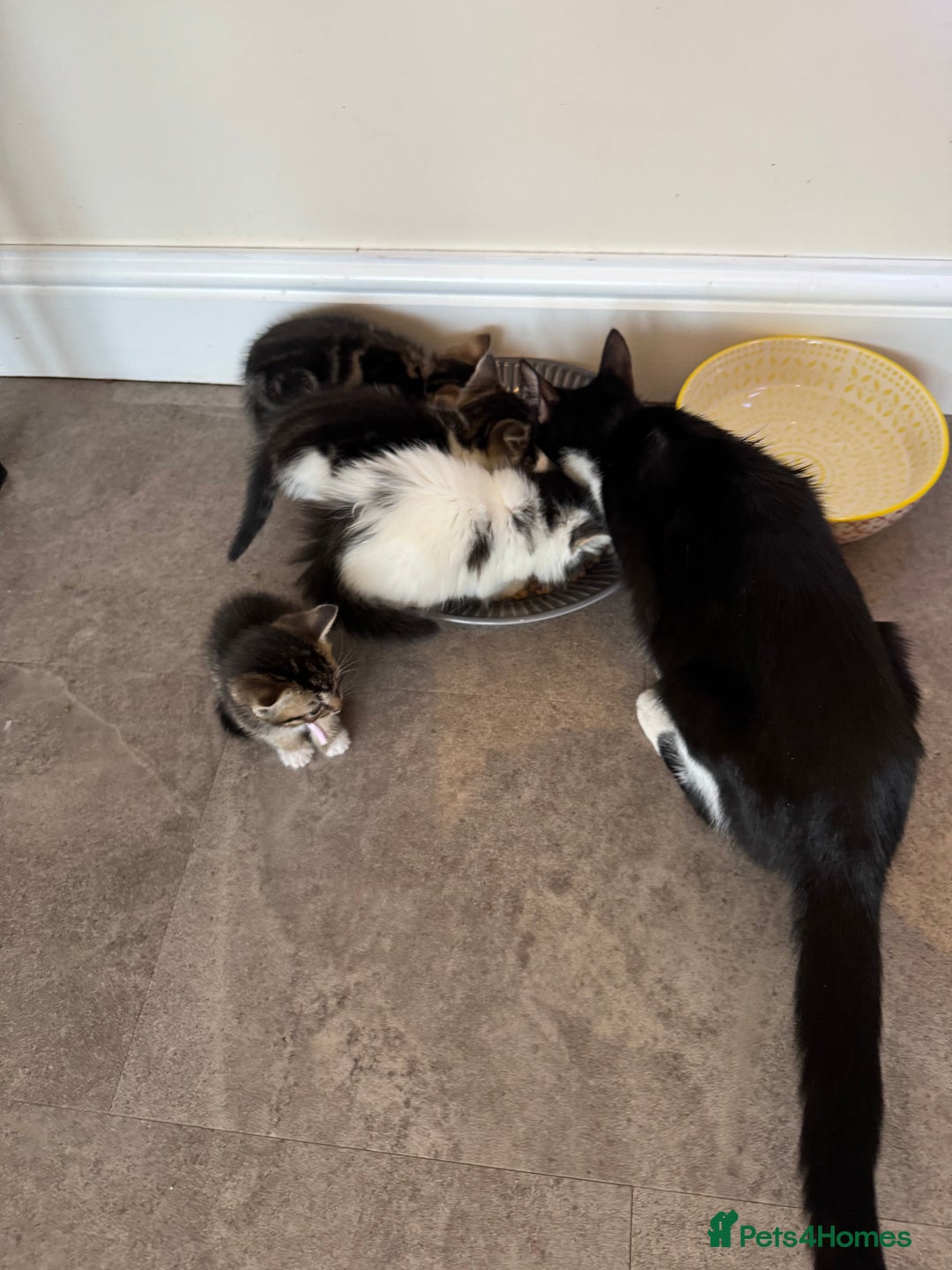 Mixed Breed cats for sale: Mixed breed kittens  - Image 8