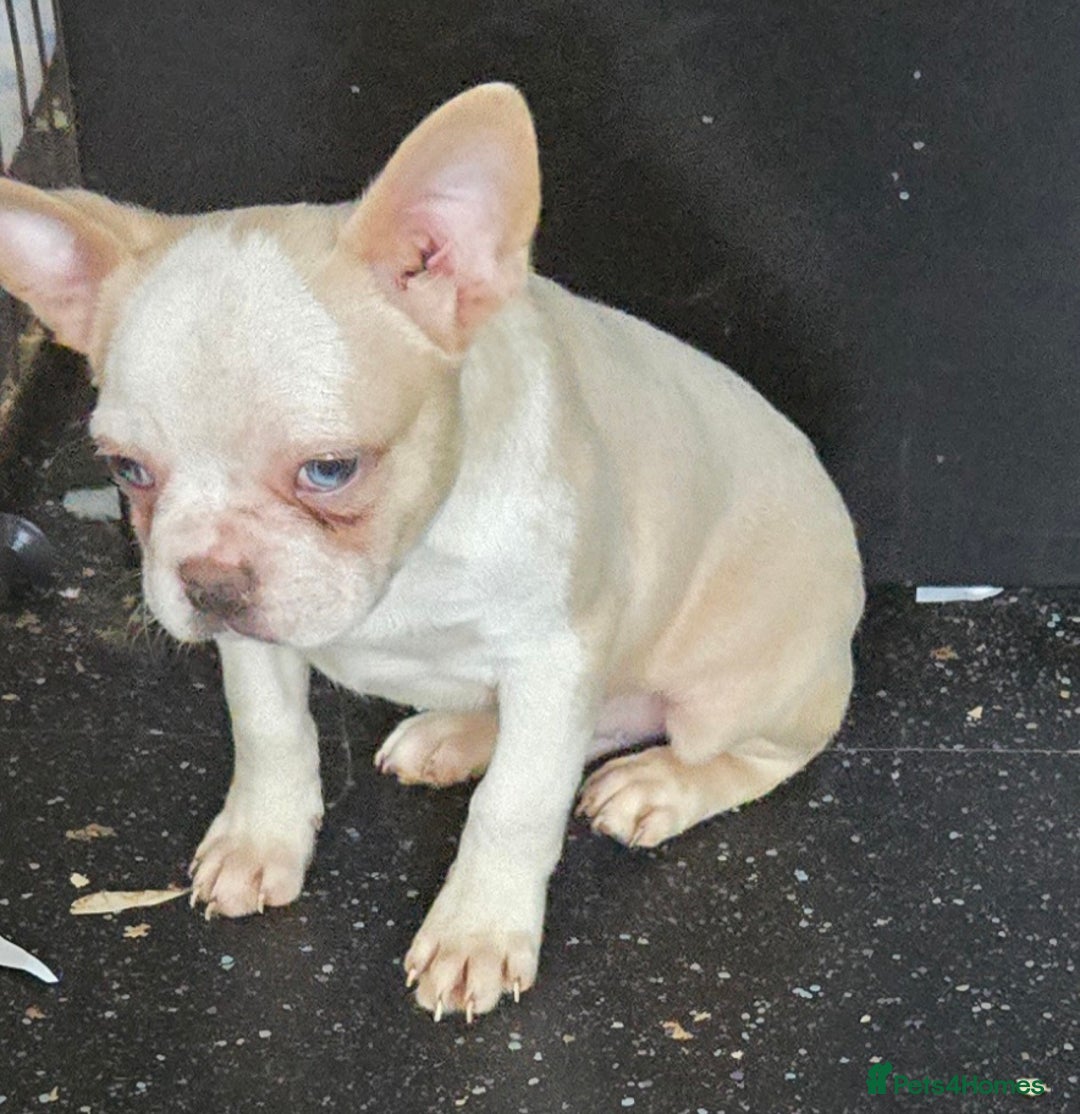French Bulldog dogs for sale: French bulldog pups pink/fluffy READY NOW - Advert 5