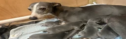 Whippet dogs for sale: Kennel club blue whippet puppies  - Advert 12