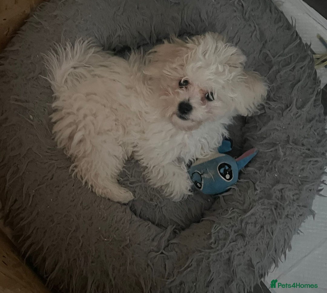 Bichon Frise dogs for sale: KC Bichon Frise for sale - Advert 3