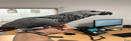 Parrots birds for sale: Hand Reared Baby African Greys  - Advert 7