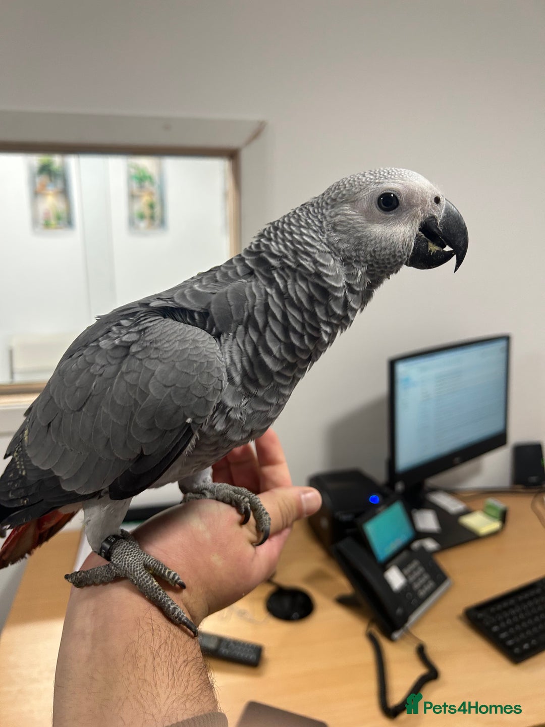 Parrots birds for sale: Hand Reared Baby African Greys  - Advert 7