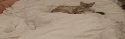 Bengal cats for sale: Bengal Kittens  - Advert 1