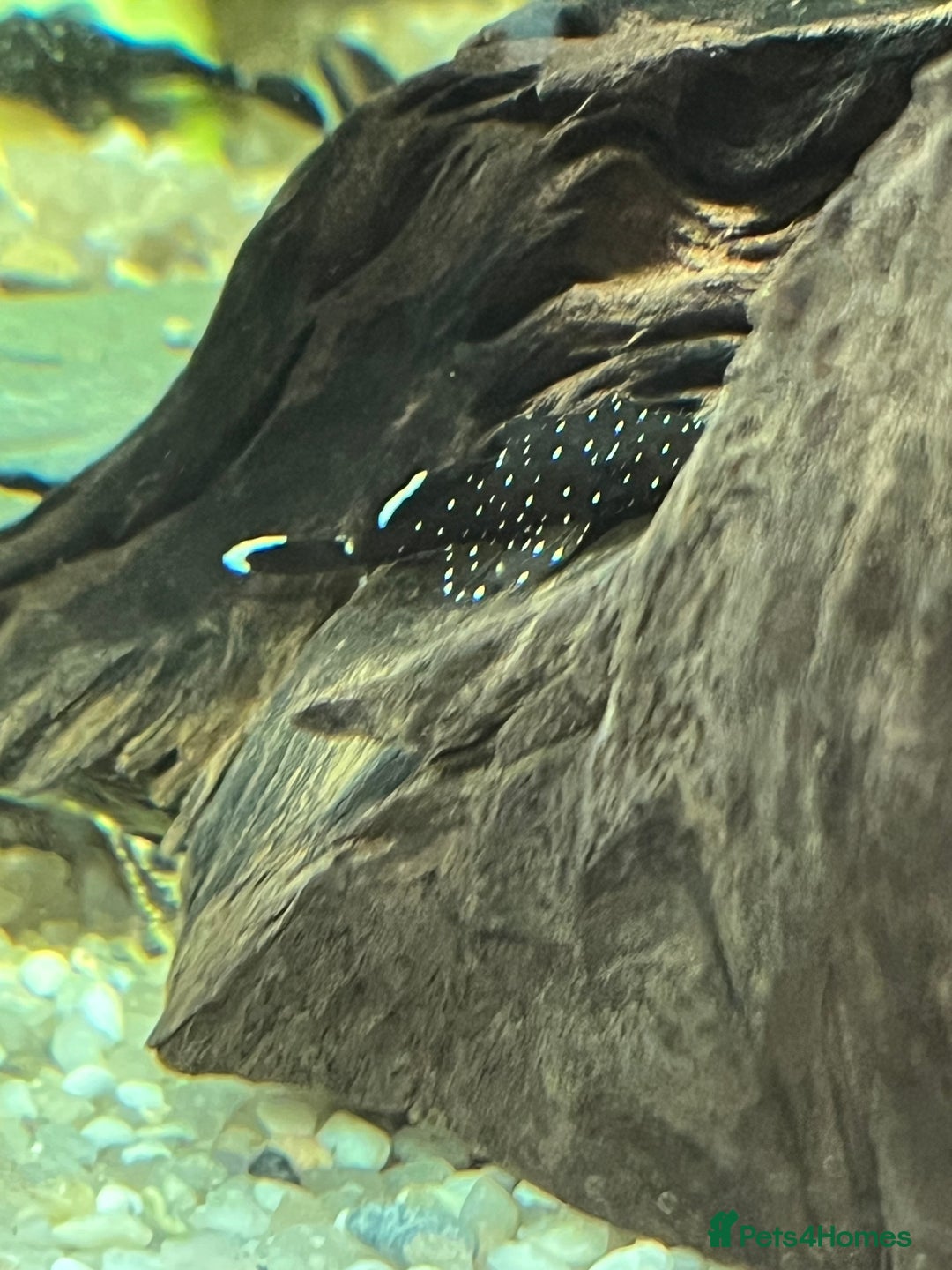 Plecos fish for sale: L181 peppermint Plecos 1”. Stunning colours in Horsham - Image 9