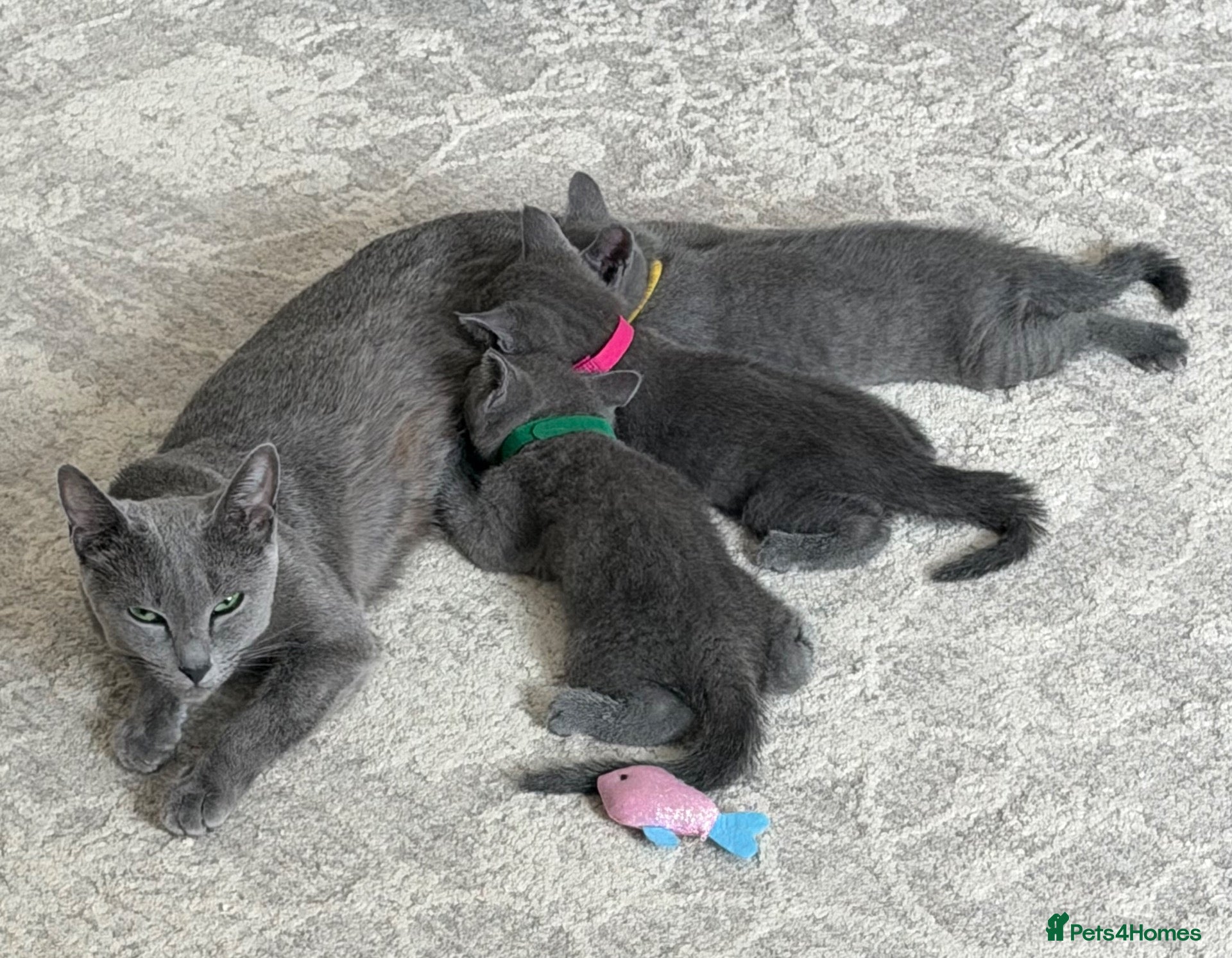 Russian Blue cats 🩵GCCF Registered Russian Blue kittens 🩵 - Advert 2