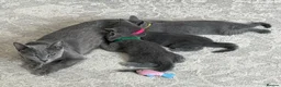 Russian Blue cats for sale: 🩵GCCF Registered Russian Blue kittens 🩵 - Advert 2