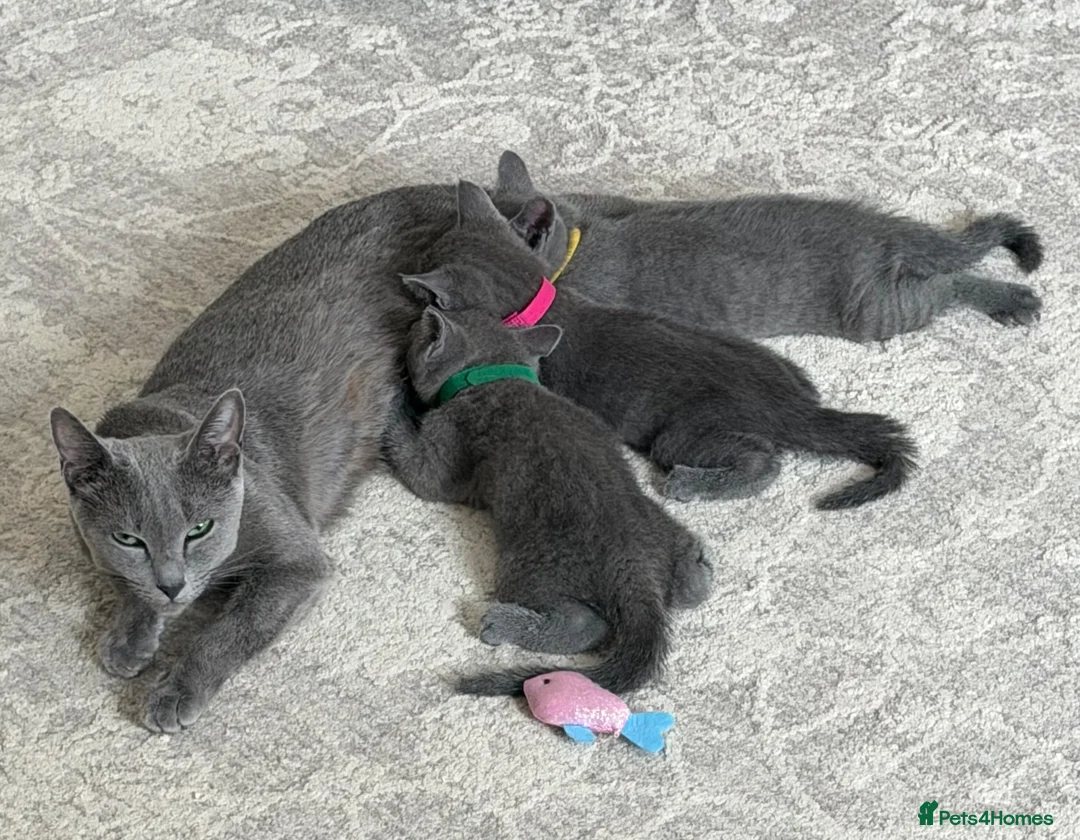 Russian Blue cats for sale: 🩵GCCF Registered Russian Blue kittens 🩵 - Advert 2