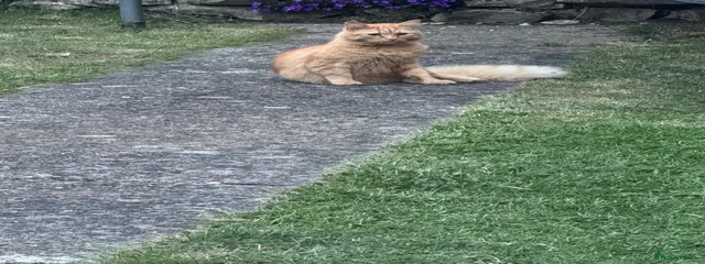 Garfield