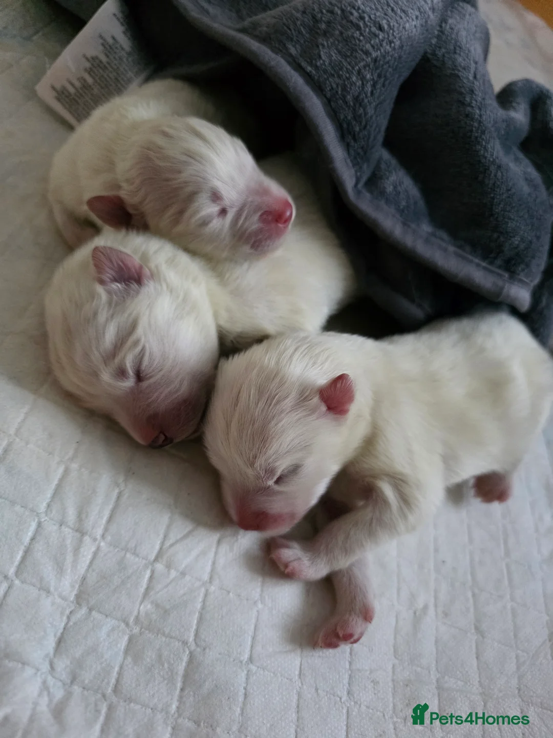 Samoyed dogs for sale: RKC Samoyed Puppies – Champion Bloodlines - Advert 3