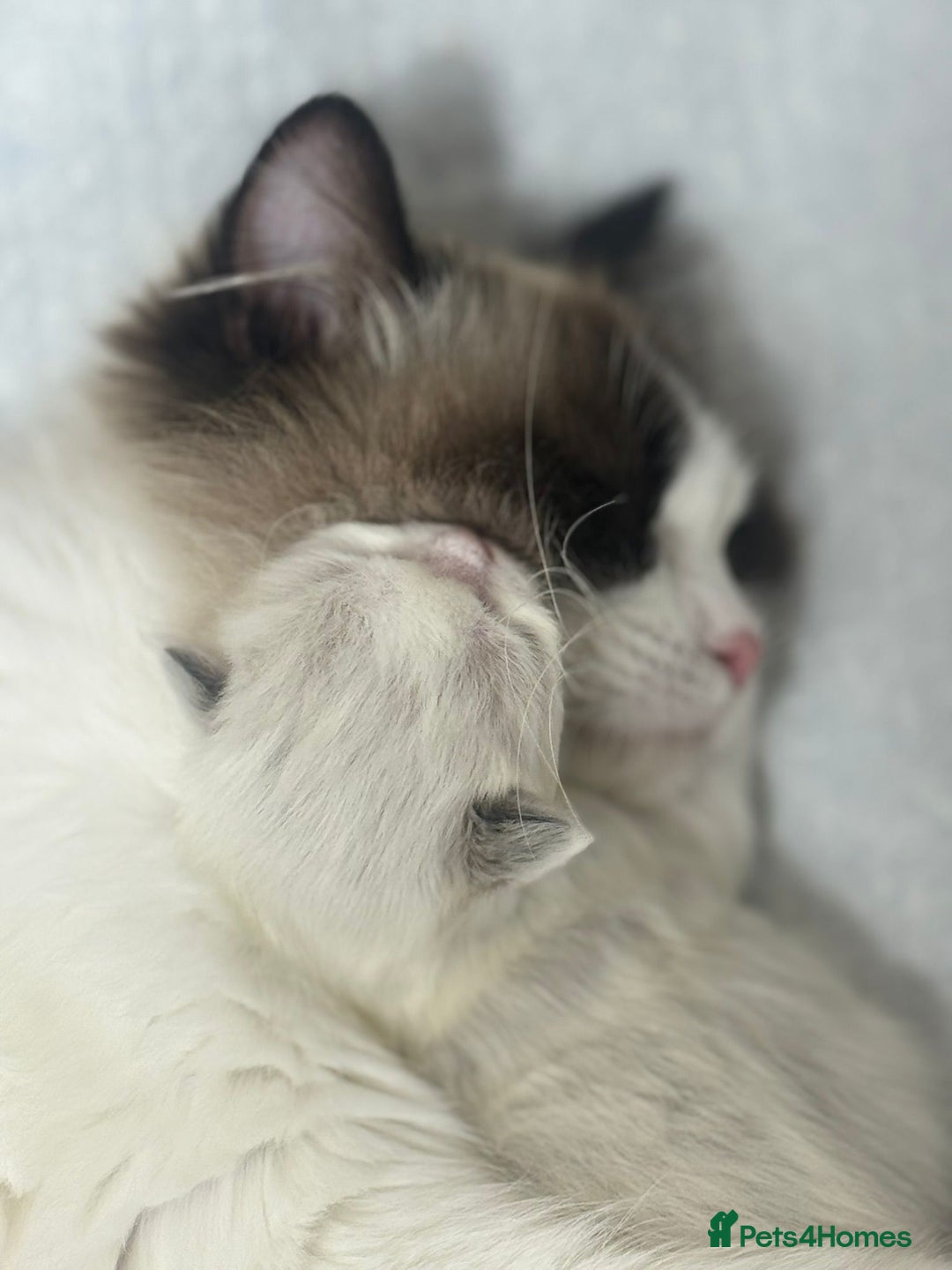 Ragdoll cats for sale: TICA champ line seal bi-colour Ragdoll kitten 😸  - Advert 3