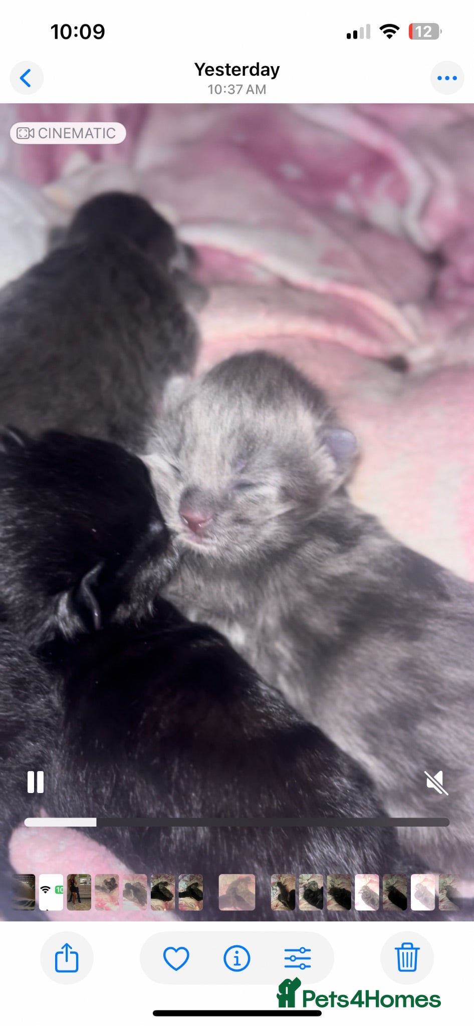 Mixed Breed cats Rare Bengal X 3rdGen MaineCoon kittens  - Advert 2
