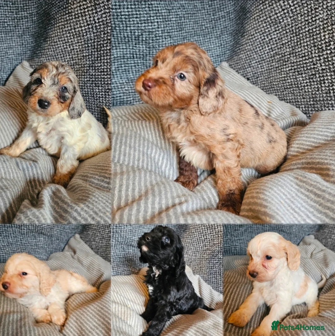 Cockapoo dogs for sale: Cockerapoo puppies merle F1 - Advert 2