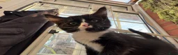 Korat cats for sale: Kittens for Sale – Price Negotiable 🐾 - Advert 17