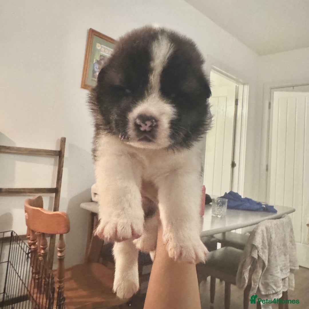 Akita dogs for sale: Quality Family Raised American Akita Puppies - Image 23