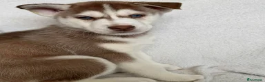 Siberian Husky Puppy 1 (SOLD)