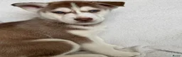 Siberian Husky dogs for sale: Siberian Huskey Puppies - Advert 6