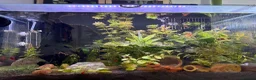 Platies fish for sale: Mixture of platy fish available  in Reading - Advert 14