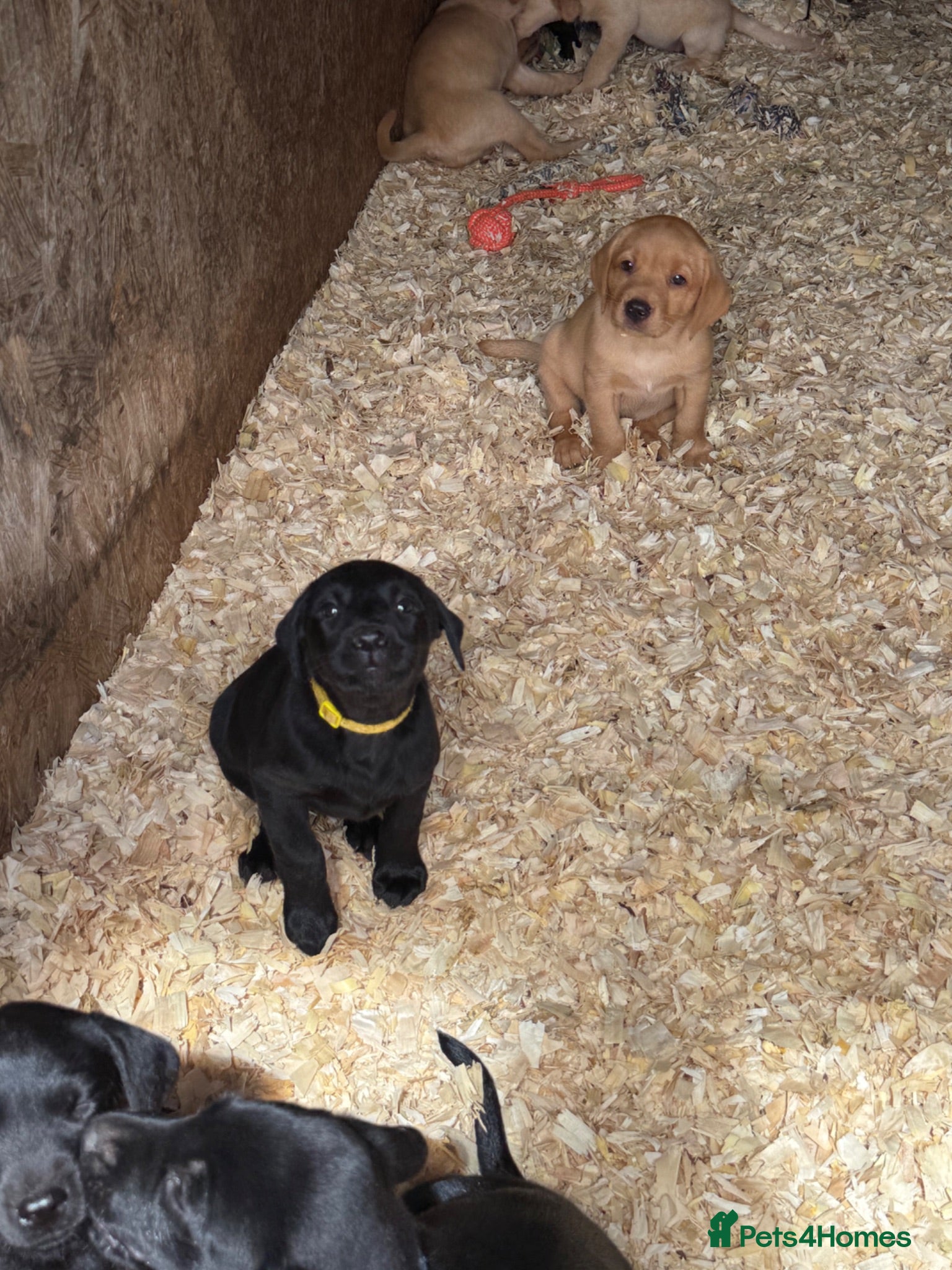 Labrador Retriever dogs 🖤 KC Reg Black Lab Pups 2 Girls Available 🖤 - Advert 2