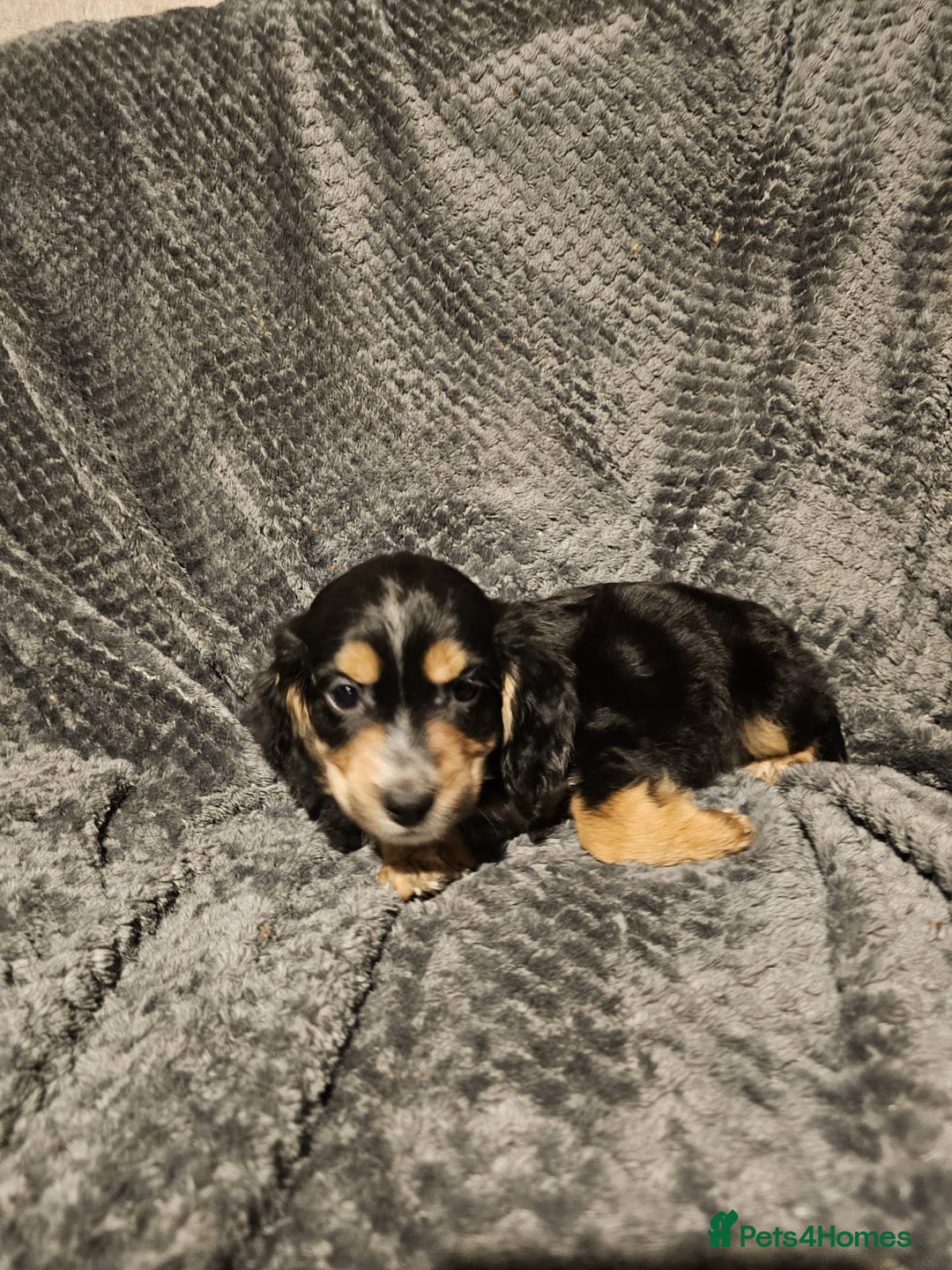 Cocker Spaniel dogs for sale: Cocker spaniels puppy's  - Advert 7