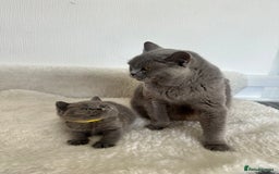 British Shorthair cats for sale: 💎  CHAMPION LINES BSH BLUE  💎 - Advert 9