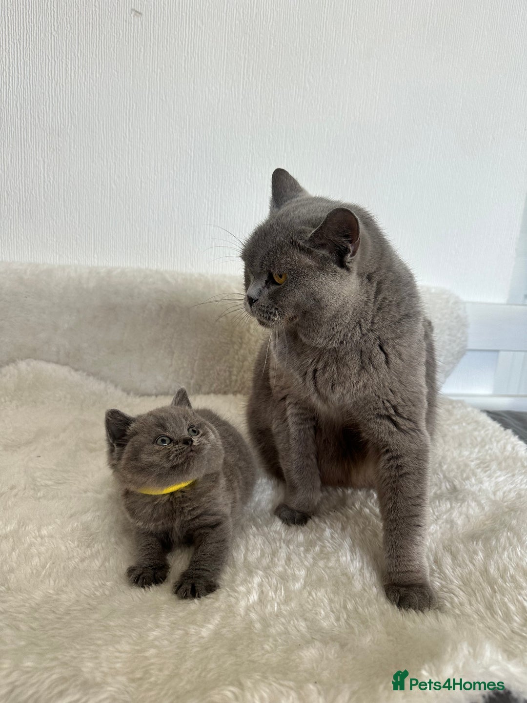 British Shorthair cats for sale: 💎  CHAMPION LINES BSH BLUE  💎 - Advert 9