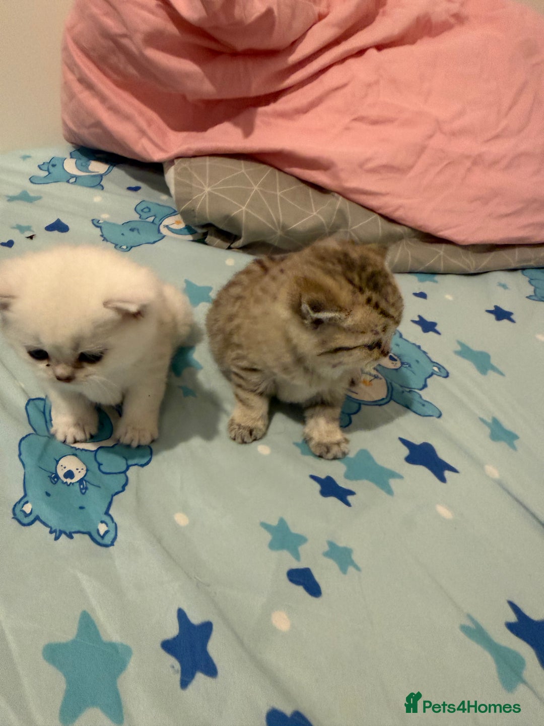British Shorthair cats for sale: British shorthair kitten  - Advert 5