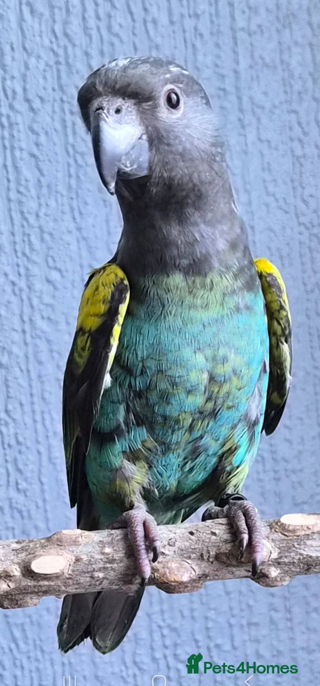 Parrots birds for sale: DNA tested Male Meyers Parrot  in Grimsby - Advert 1