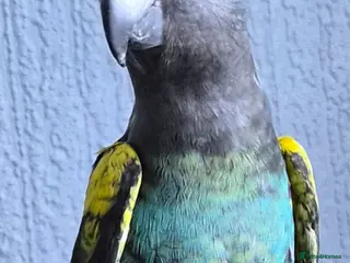 Parrots birds DNA tested Male Meyers Parrot - Advert 13
