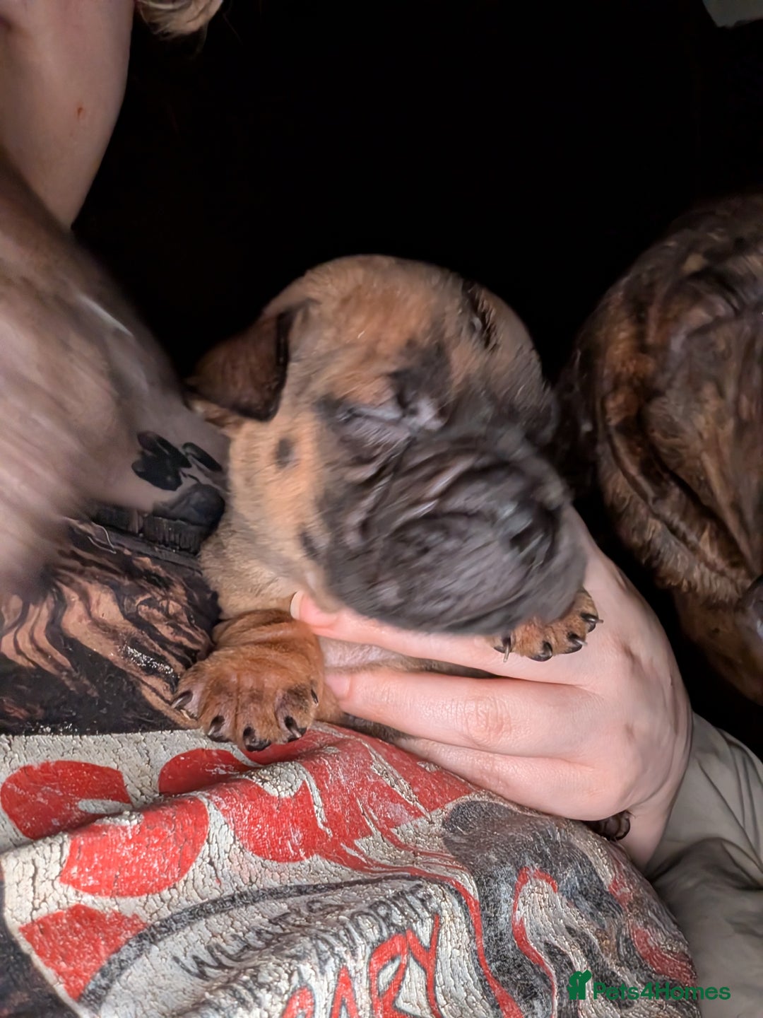 Mixed Breed dogs for sale: Shar pei cross cane corso - Advert 6