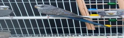 Budgerigars birds for sale: Beautiful budgies mutation job lot  - Advert 4